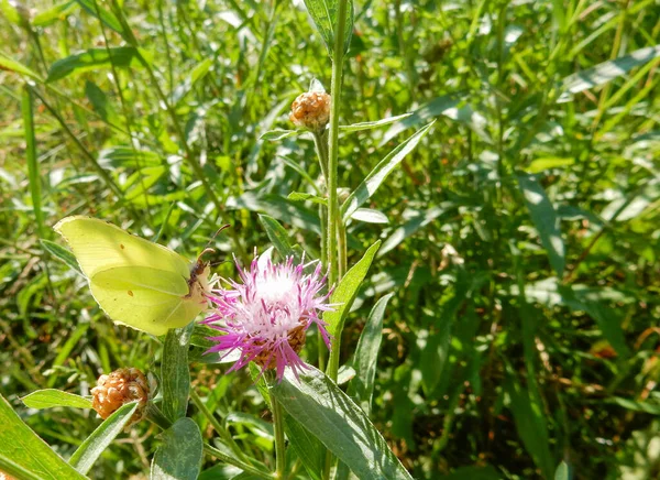 Butterfly Lemongrass Meadow Cornflower Blurred Summer Background High Quality Photo — Stock Photo, Image