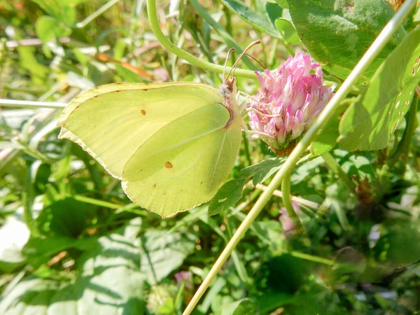 Lemongrass Butterfly Pink Clover Flower Blurred Summer Background High Quality — Stock Photo, Image