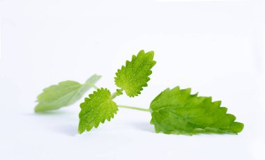 Hafif arkaplanda nane yaprağı, kopyalama alanı. Yüksek kalite fotoğraf