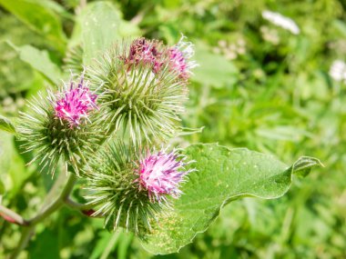 Mor pembe burdock tarımsal çiçekleri bulanık yeşil çimen arka planında. Yüksek kalite fotoğraf