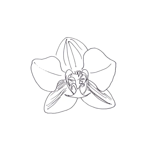 Flor Orquídea Gráfico Desenho Linear Monocromático Sobre Fundo Branco Ilustração — Fotografia de Stock