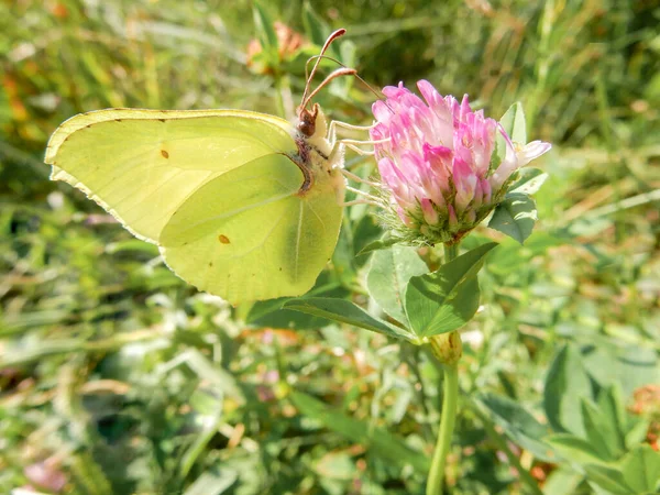 Zitronengrasschmetterling Auf Rosa Kleeblume Auf Verschwommenem Sommerhintergrund Hochwertiges Foto — Stockfoto