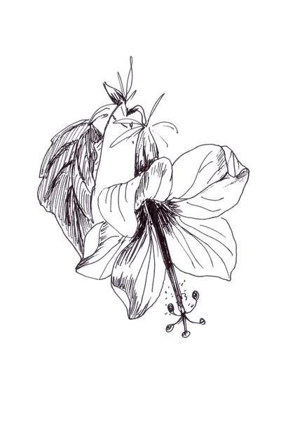 Hibiszkusz virág, grafikus monokróm lineáris rajz fehér háttér Stock Kép