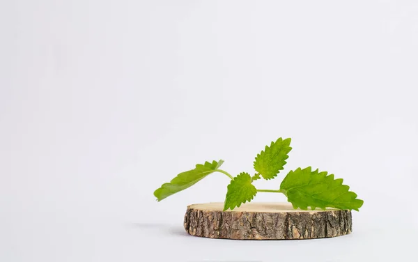 가벼운 배경, 복사 공간에 나무에 붙어 있는 박하 잎 — 스톡 사진