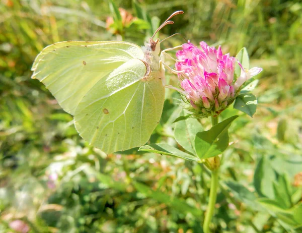 Zitronengrasschmetterling auf rosa Kleeblume auf verschwommenem Sommerhintergrund — Stockfoto