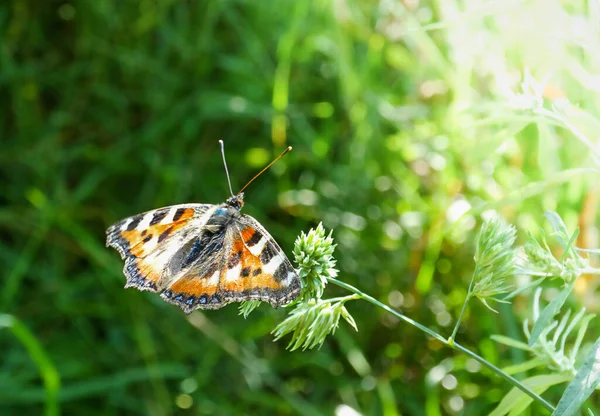 Urticaria mariposa Aglais urticae sobre fondo borroso del prado de verano, enfoque selectivo, espacio de copia — Foto de Stock