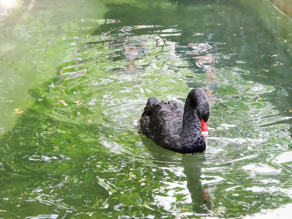 Black swan on the lake among the reflections of greenery — Stock Photo, Image
