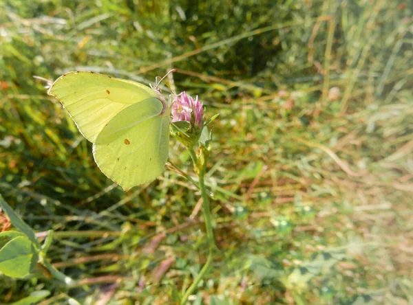 Zitronengrasschmetterling auf rosa Kleeblume auf verschwommenem Sommerhintergrund — Stockfoto