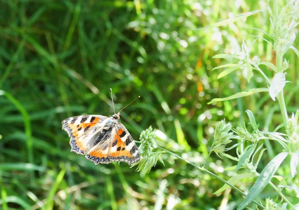 Kopřivka Motýl Aglais Urticae Rozmazaném Pozadí Letní Louky Selektivní Zaměření — Stock fotografie