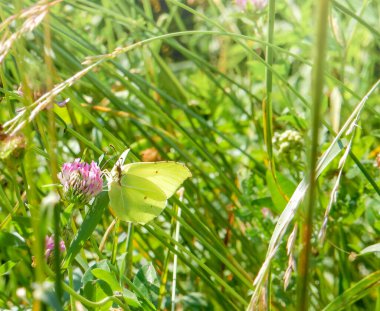 Bulanık yaz arka planında pembe yonca çiçeğinin üzerindeki limon otu kelebeği. Yüksek kalite fotoğraf