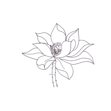 Nilüfer çiçeği resmi, siyah ve beyaz doğrusal çizim. Yüksek kaliteli illüstrasyon