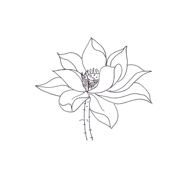 Lotus Flower Graphic Black White Linear Drawing High Quality Illustration — Stock Photo, Image