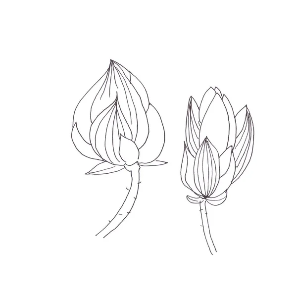 Lotus Knoppar Grafisk Svart Och Vit Linjär Ritning Högkvalitativ Illustration — Stockfoto
