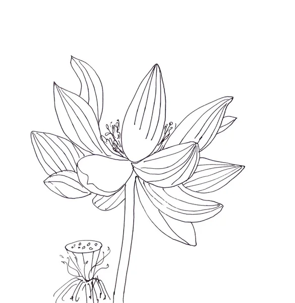 Lótusz Virág Boll Grafikus Fekete Fehér Lineáris Rajz Kiváló Minőségű — Stock Fotó