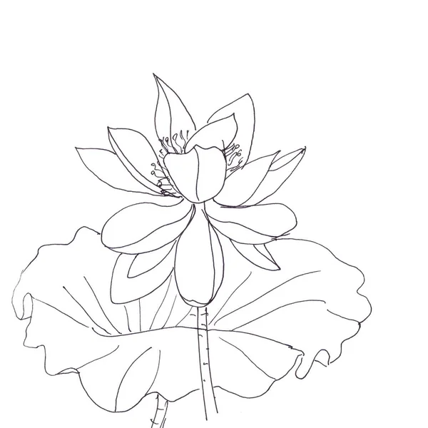 Lotus Bloem Blad Grafische Zwart Wit Lineaire Tekening Hoge Kwaliteit — Stockfoto