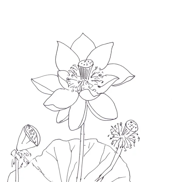 Lotus Flower Boll Graphic Black White Linear Drawing High Quality — Stock Photo, Image
