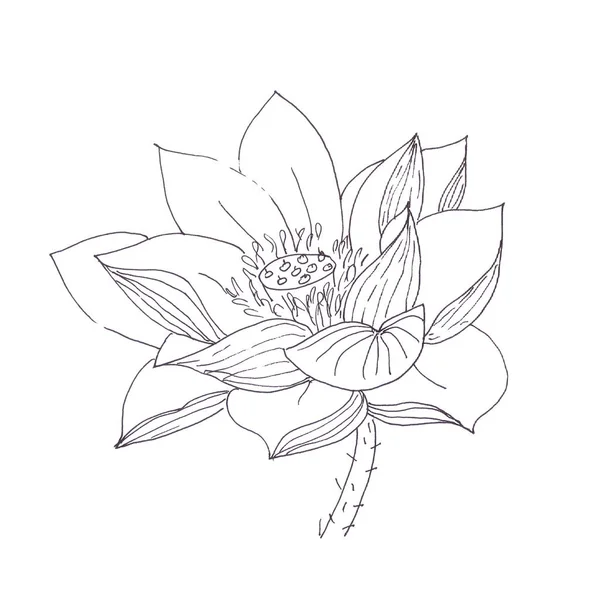 Nilüfer Çiçeği Resmi Siyah Beyaz Doğrusal Çizim Yüksek Kaliteli Illüstrasyon — Stok fotoğraf
