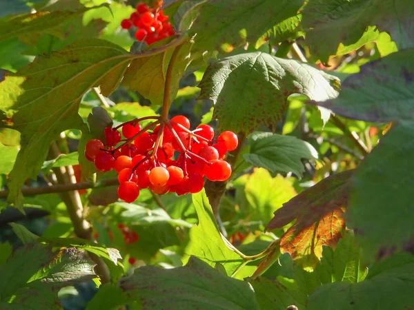 Viburnum Bogyók Hátterében Zöld Lombozat Szelektív Fókusz Kiváló Minőségű Fénykép — Stock Fotó