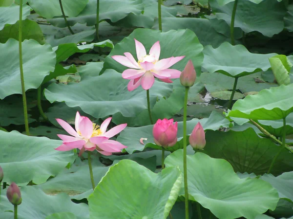 Lotusblüten Und Lotusfrüchte Zwischen Grünen Blättern Auf Einem Teich Hochwertiges — Stockfoto