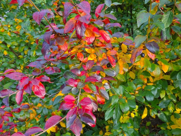 Fondo Follaje Otoño Verde Amarillo Rojo Multicolor Enfoque Selectivo Foto — Foto de Stock