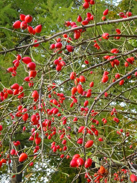 Rosas Rojas Sobre Fondo Follaje Otoñal Enfoque Selectivo Foto Alta — Foto de Stock