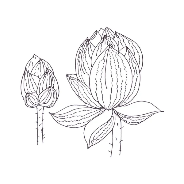 Lotus Pupeny Grafické Černobílé Lineární Kresba Vysoce Kvalitní Ilustrace — Stock fotografie