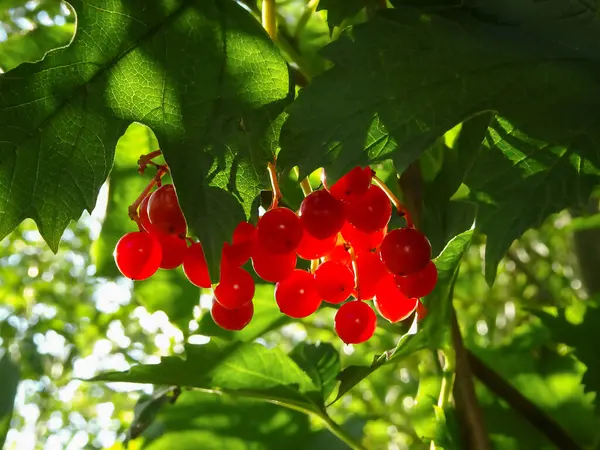 Viburnum Μούρα Ένα Φόντο Πράσινο Φύλλωμα Επιλεκτική Εστίαση Υψηλής Ποιότητας — Φωτογραφία Αρχείου