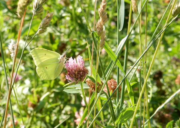 Citrónový Motýl Růžové Jetelové Květině Rozmazaném Letním Pozadí Kvalitní Fotografie — Stock fotografie
