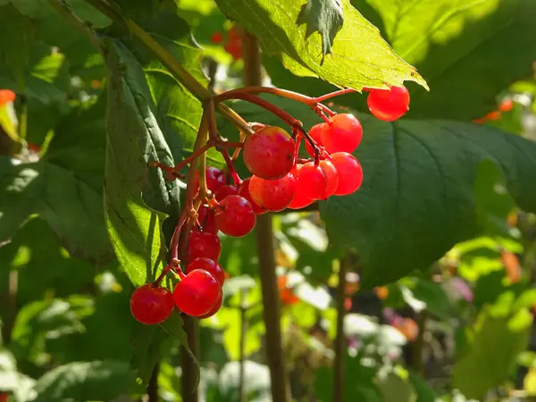 Viburnum Μούρα Ένα Φόντο Πράσινο Φύλλωμα Επιλεκτική Εστίαση Υψηλής Ποιότητας — Φωτογραφία Αρχείου