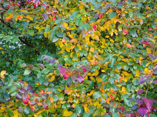 색깔의 잎들은 선택적으로 초점을 맞춘다 고품질 — 스톡 사진