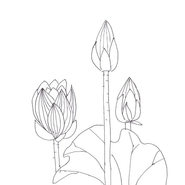 Lotosový Květ Lotosový Pupen List Grafická Černobílá Lineární Kresba Vysoce — Stock fotografie