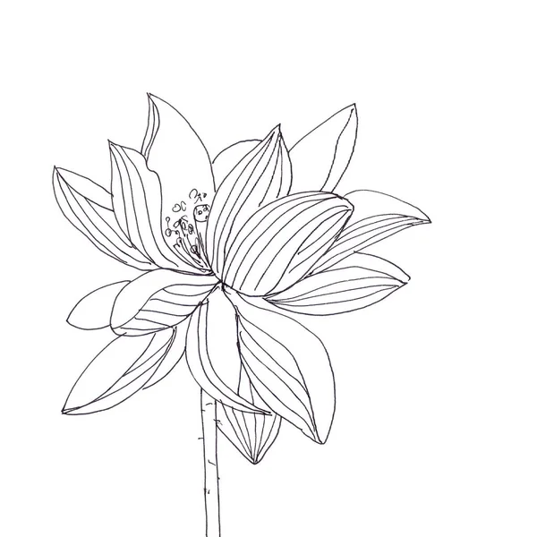 Lotus Blomma Grafisk Svart Och Vit Linjär Ritning Högkvalitativ Illustration — Stockfoto