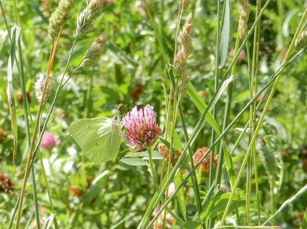 Zitronengrasschmetterling Auf Rosa Kleeblume Auf Verschwommenem Sommerhintergrund Hochwertiges Foto — Stockfoto