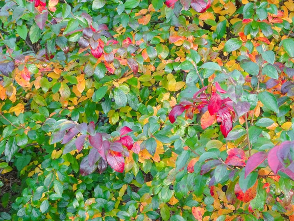 Різнокольоровий Червоно Жовтий Зелений Осінній Фон Листя Вибірковий Фокус Високоякісна — стокове фото