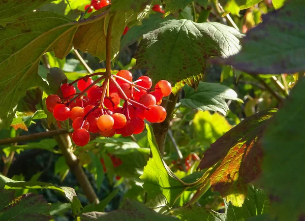 Yeşil Yapraklı Seçici Odak Noktası Olan Viburnum Meyveleri Yüksek Kalite — Stok fotoğraf