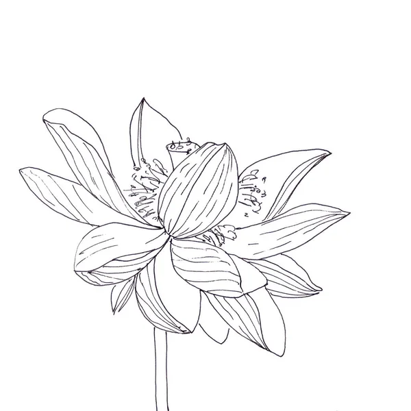 Lotus Flower Graphic Black White Linear Drawing High Quality Illustration — Stock Photo, Image