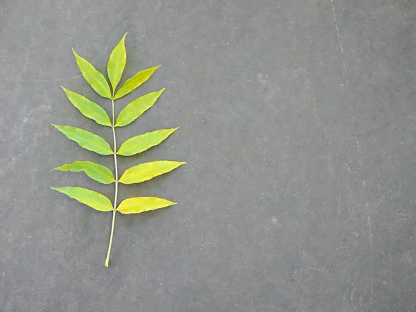아스팔트의 가을 재잎, 복사 공간, 선택적 인 초점 — 스톡 사진