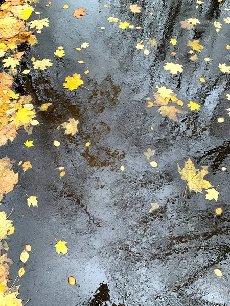 Islak asfalt ve sonbahar akçaağaç yapraklarındaki ağaç yansımaları, kopyalama alanı, seçici odak — Stok fotoğraf