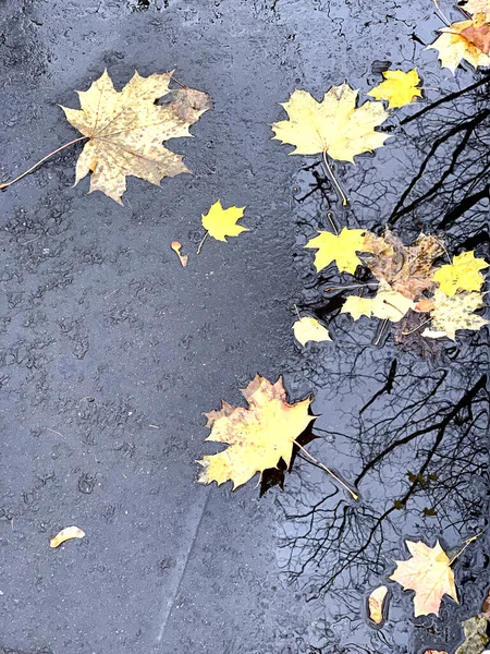 Sonbahar akçaağaç yaprakları ağaç yansımaları, kopyalama alanı, seçici odak ile ıslak asfalt üzerinde — Stok fotoğraf