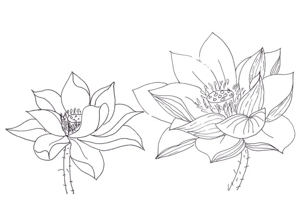 Lotus bloemen kleur pagina grafische tekening op witte achtergrond — Stockfoto