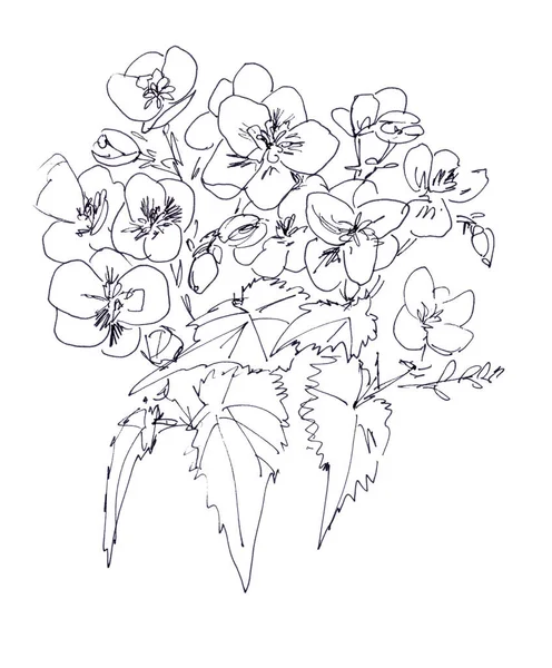 Begonia bloem grafische zwart-wit lineaire tekening — Stockfoto