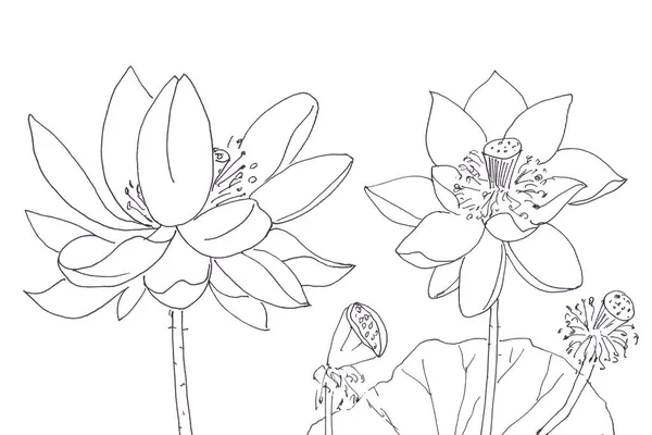 Lotus bloem en boll, grafische zwart-wit lineaire tekening — Stockfoto