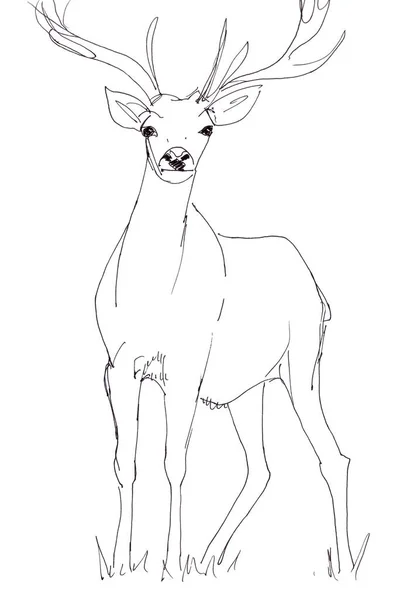 Boynuzlu geyik, doğrusal grafik siyah beyaz çizim — Stok fotoğraf