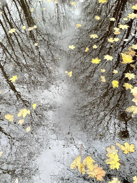 Sarı akçaağaç yaprakları ıslak asfalt üzerinde ağaç yansımaları, seçici odak — Stok fotoğraf