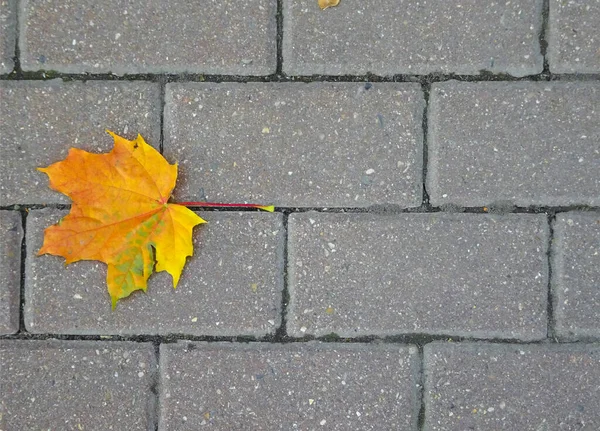 Gelb orangefarbenes Herbst-Ahornblatt auf gepflastertem Weg, selektiver Fokus, Kopierraum lizenzfreie Stockbilder