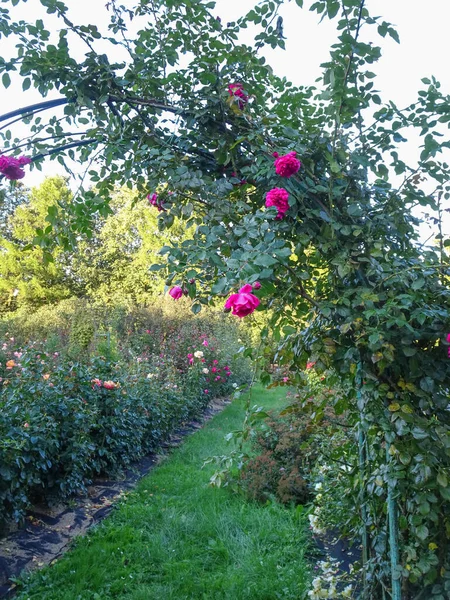 Rose garden, blooming roses in the rain, selective focus