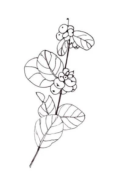 Snowberry Symphoricarpos Branch Fruits Leaves Graphic Linear Black White Drawing — 스톡 사진