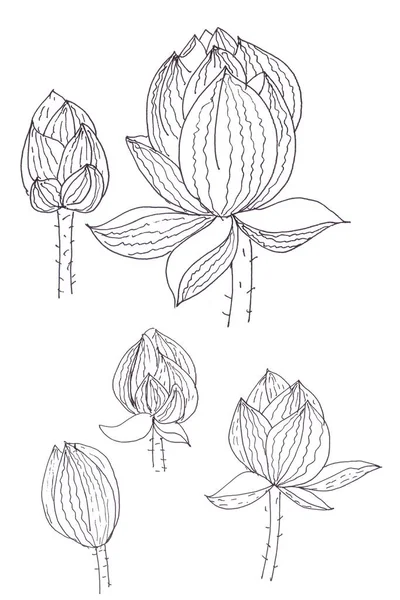 Gemme Loto Disegno Lineare Grafico Bianco Nero Illustrazione Alta Qualità — Foto Stock