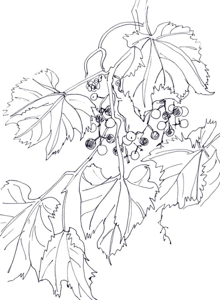 Branche Raisin Avec Des Fruits Des Feuilles Dessin Linéaire Graphique — Photo