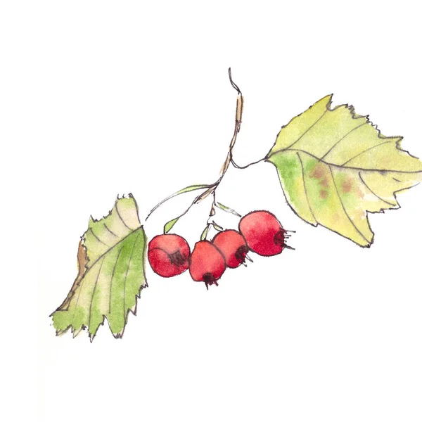 Aquarela Desenho Hawthorn Ramo Com Frutas Folhas Esboço Botânico Ilustração — Fotografia de Stock